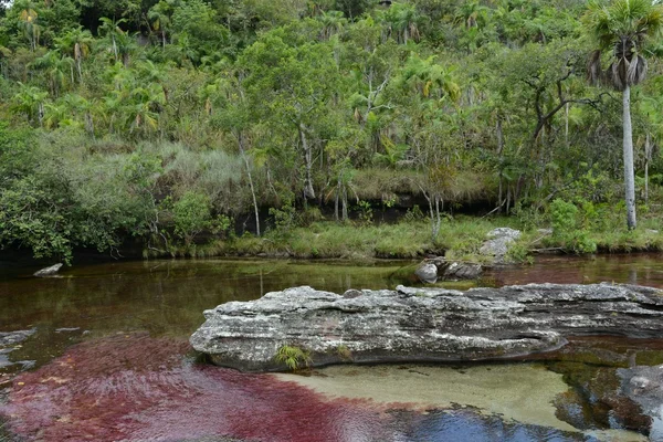 Mountain river Canio Cristales — Stock Photo, Image