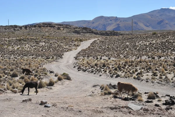Altiplano. Bolivia —  Fotos de Stock