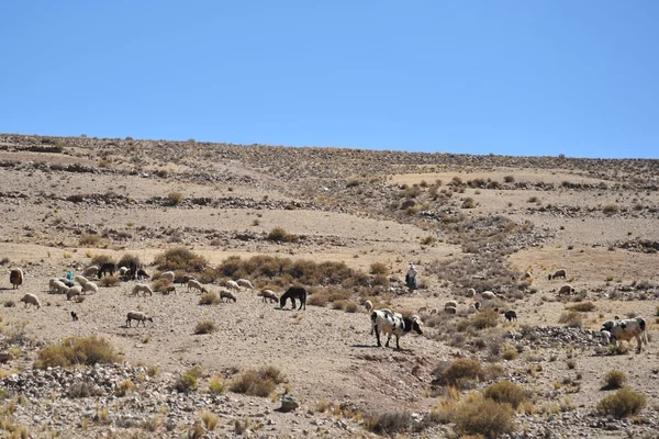 Altiplano. Bolivia — Stockfoto