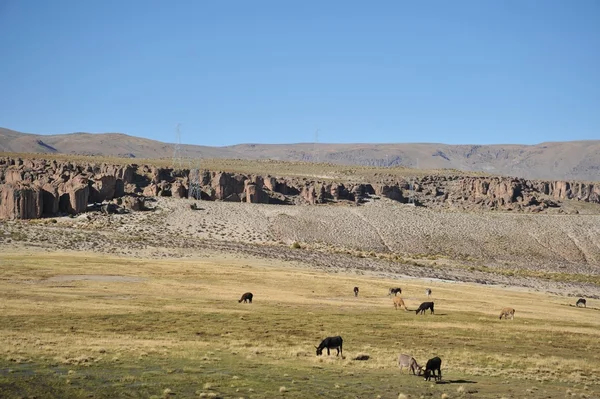 O Altiplano. Bolívia — Fotografia de Stock