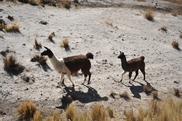 L'Altiplano. Bolivie — Photo