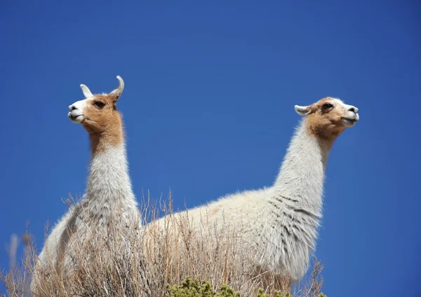 Lamas. Altiplano. Bolivia — Stock Photo, Image