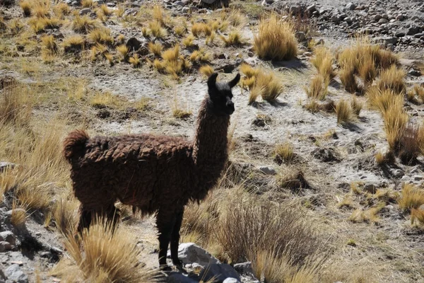 Lamas. Altiplano. Bolivia — Stock Photo, Image