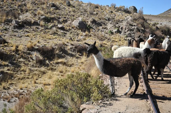 Lamas. Altiplano. Bolivia —  Fotos de Stock