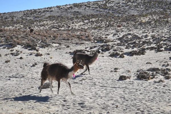 Lamas. Altiplano. Bolívia — Fotografia de Stock