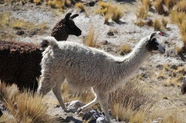 Lamas