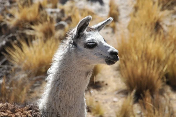 Lama... — Fotografia de Stock