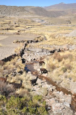 Lamas. Altiplano