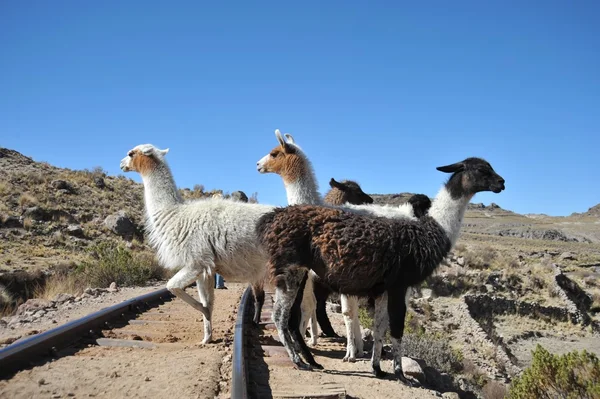 Lamas. Altiplano — Stok fotoğraf