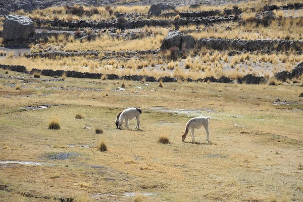 Lamas. Altiplano —  Fotos de Stock