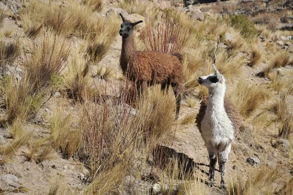 Lamas. Altiplano — Fotografia de Stock