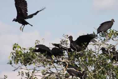 Guaviare Bakanlığı kara akbaba