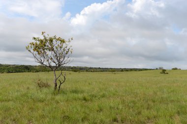 Nehrin Guayabero çevreleyen.