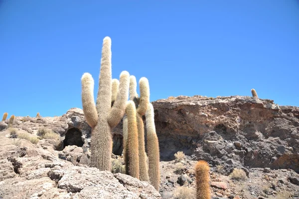 Island Inca Wasi - cactus island — Stock Photo, Image