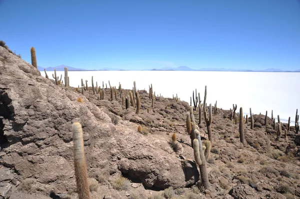 Island inca wasi - Kakteeninsel — Stockfoto