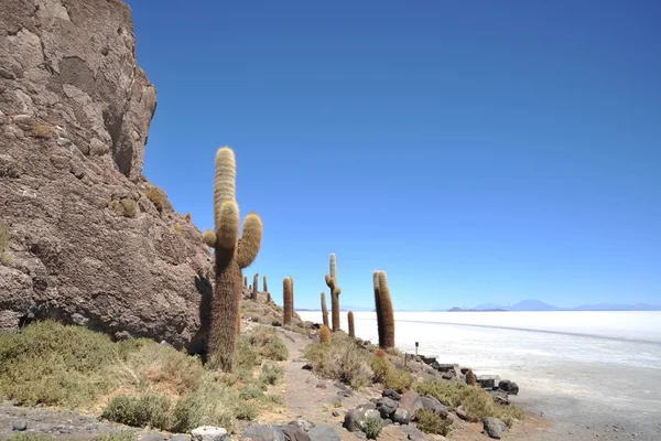 Island Inca Wasi - cactus island — Stock Photo, Image