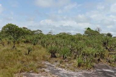 Nehrin Guayabero çevreleyen
