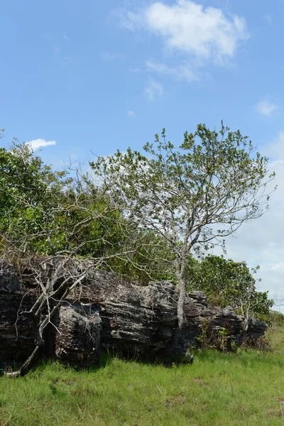 stock image Surrounding the river Guayabero