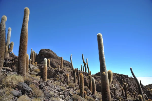 Island Inca Wasi - cactus island — Stock Photo, Image