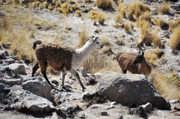 Altiplano. Bolívia — Fotografia de Stock