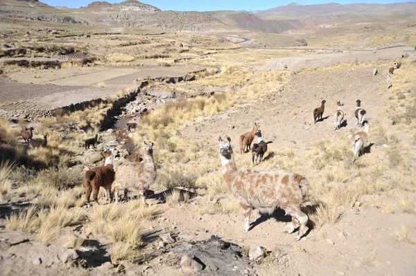 Altiplano. Bolivia —  Fotos de Stock