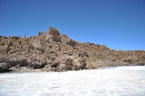 Ilha Inca Wasi - ilha de cacto — Fotografia de Stock