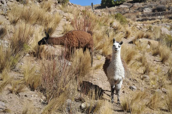 Lamas. Bolívia — Fotografia de Stock