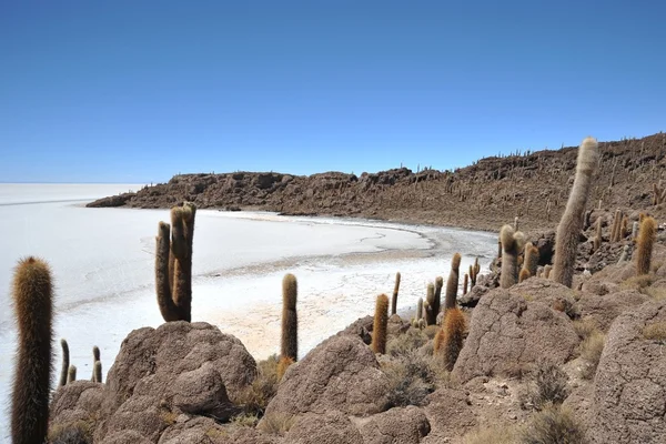 Ilha Inca Wasi - ilha de cacto — Fotografia de Stock