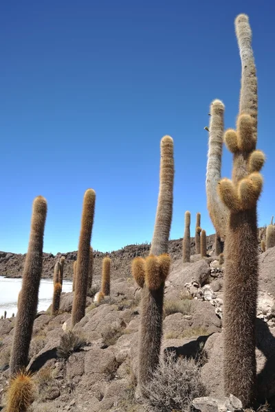 Ilha Inca Wasi - ilha de cacto — Fotografia de Stock