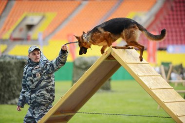 Moskova'da köpeklerle Cynologists.