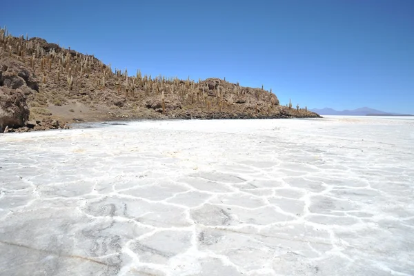 Isla Inca Wasi - isla de cactus — Foto de Stock