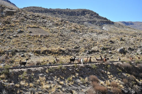 Altiplano. Bolivia — Stock Photo, Image