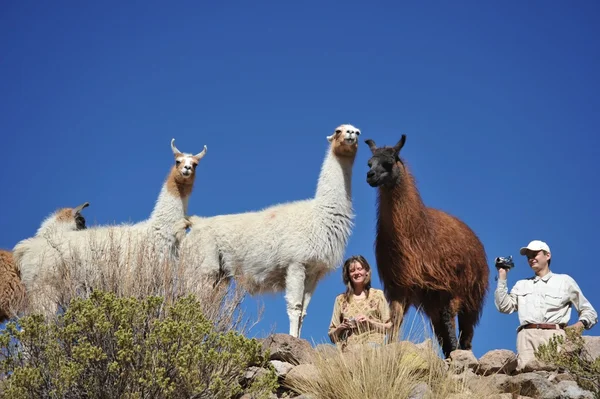 Tourists take pictures of Lamas of  in the vast Altiplano — Stock Photo, Image