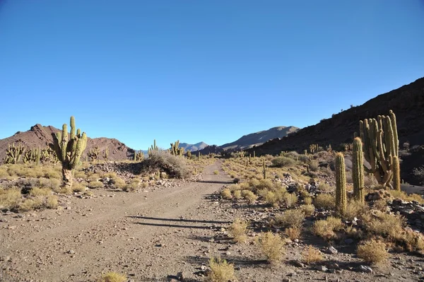 Altiplano. Bolivien — Stockfoto