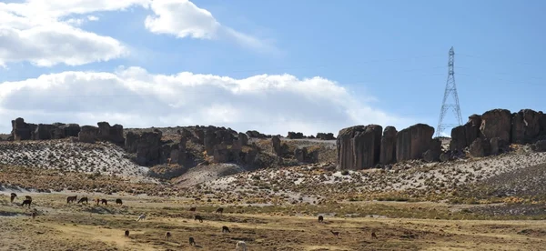 Lamas. Altiplano — Stock Photo, Image