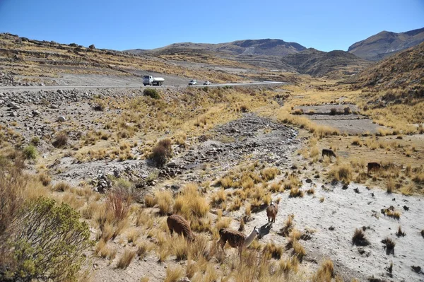 Lama's. Altiplano — Stockfoto