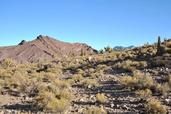 Altiplano. Bolivia — Stockfoto