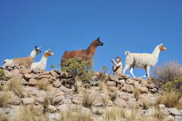 Les touristes prennent des photos de Lamas dans le vaste Altiplano — Photo