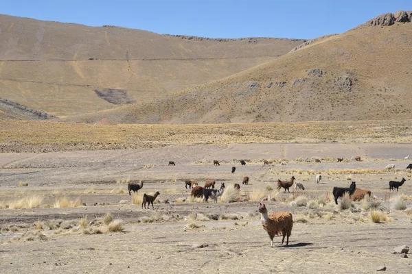 Lamas. Altiplano. Bolivia — Stockfoto