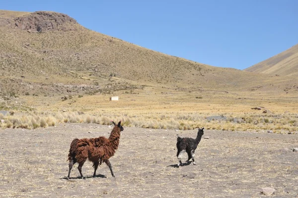 Des lamas. Altiplano — Photo