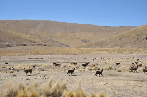 Lamas. Altiplano —  Fotos de Stock