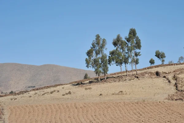 Altiplano. Bolivia — Foto de Stock