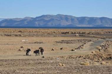 Altiplano. Bolivya