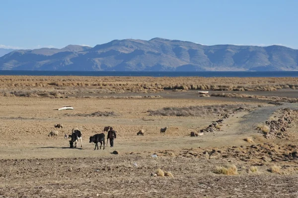 Altiplano. Bolivien — Stockfoto