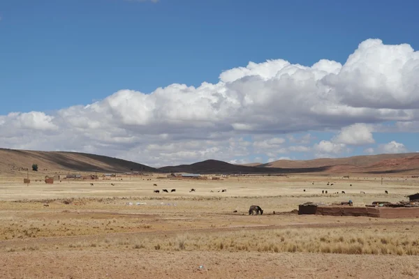 Altiplano. Bolivie — Photo