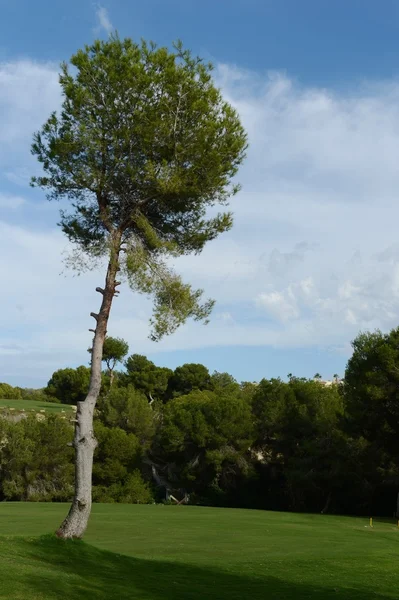 Golfplätze in orihuela costa — Stockfoto