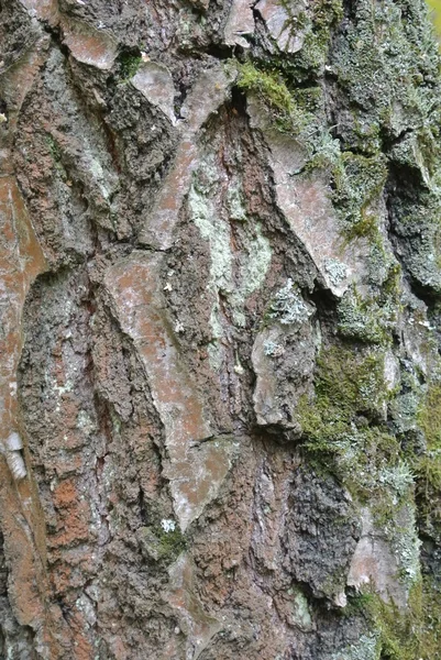 Tronco de árbol —  Fotos de Stock