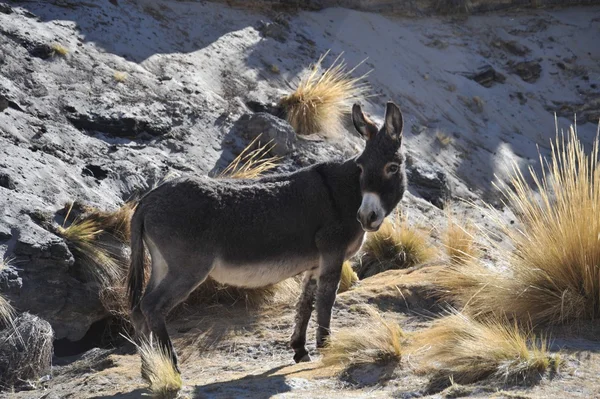 Les ânes dans l'immensité de l'Altiplano — Photo