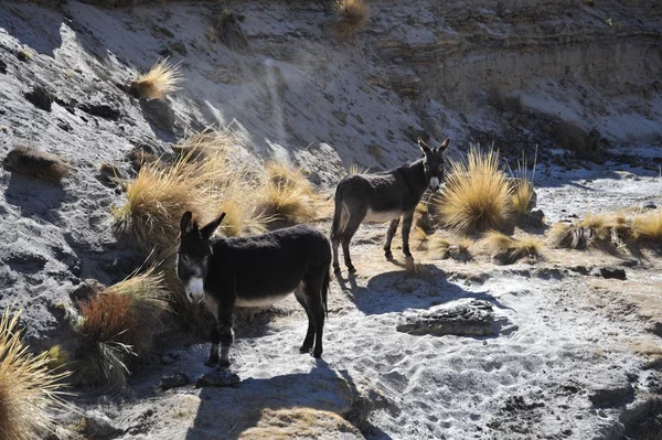 Les ânes dans l'immensité de l'Altiplano — Photo