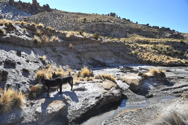 Burros en la inmensidad del Altiplano —  Fotos de Stock